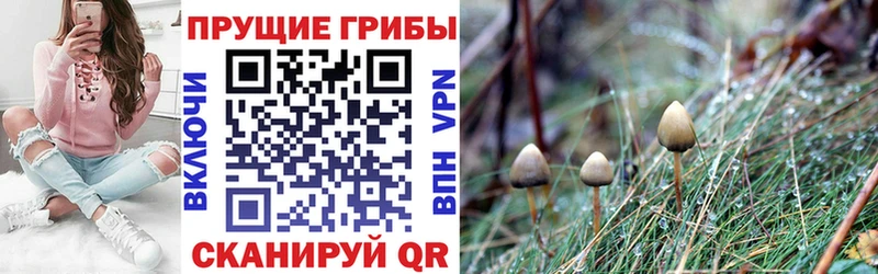 Псилоцибиновые грибы GOLDEN TEACHER  сколько стоит  ОМГ ОМГ ссылки  Красновишерск 